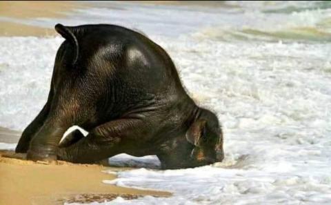 Elefante sulla spiaggia